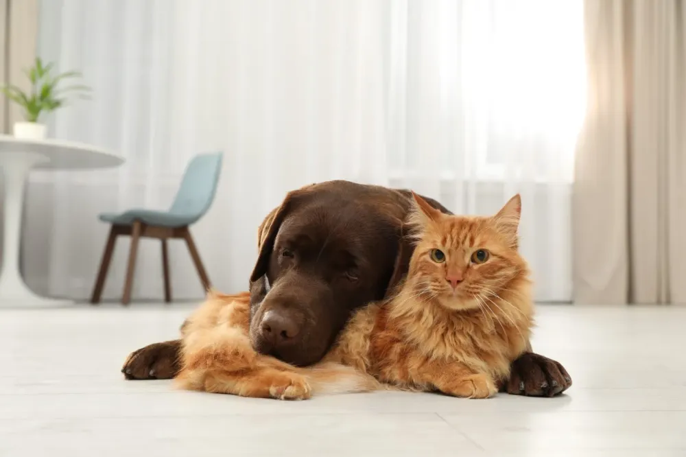chien et chat
