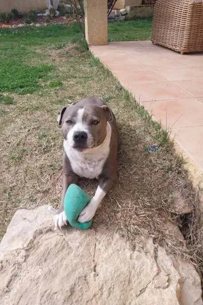 Garde d'animaux à Saint-Maximin-la-Sainte-Baume 7 (2)webp