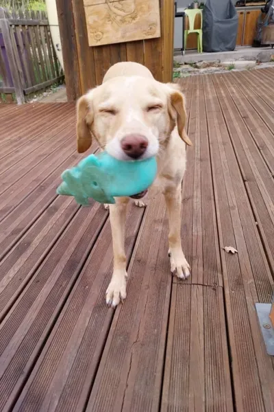 Garde d'animaux à Saint-Maximin-la-Sainte-Baume 7 (3)webp