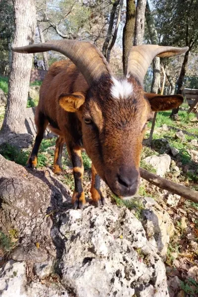 Garde d'animaux à Saint-Maximin-la-Sainte-Baume 7 (4)webp