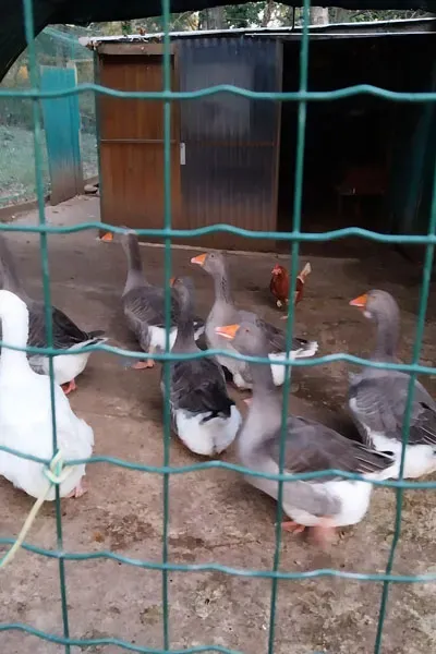 Garde d'animaux à Saint-Maximin-la-Sainte-Baume 7webp