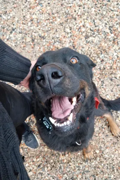 Garde d'animaux à Saint-Maximin-la-Sainte-Baume 1webp