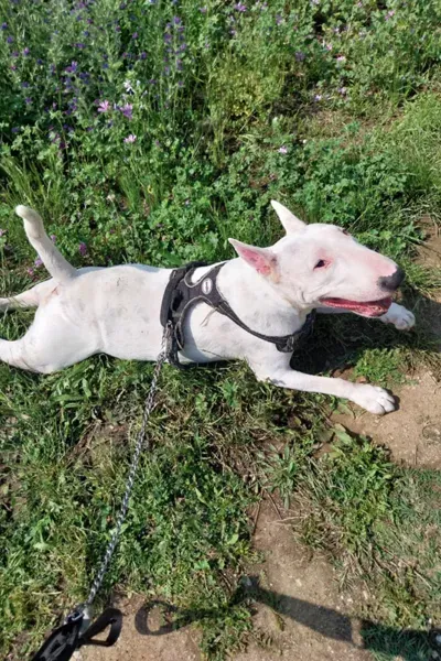 Garde d'animaux à Saint-Maximin-la-Sainte-Baume 2webp