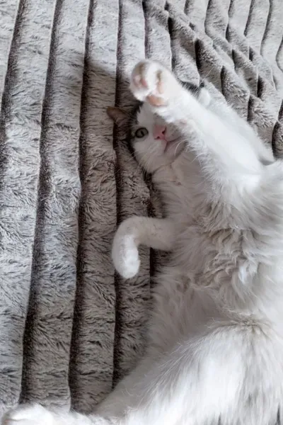 Garde d'animaux à Saint-Maximin-la-Sainte-Baume 3webp