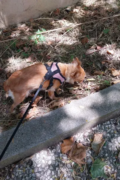 Garde d'animaux à Saint-Maximin-la-Sainte-Baume 4webp
