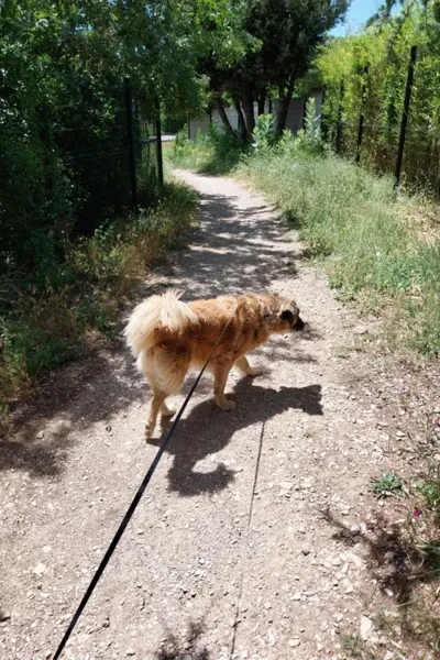Garde d'animaux à Saint-Maximin-la-Sainte-Baume 5webp