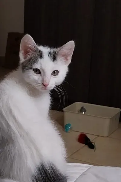 Garde d'animaux à Saint-Maximin-la-Sainte-Baume 7 (1)webp