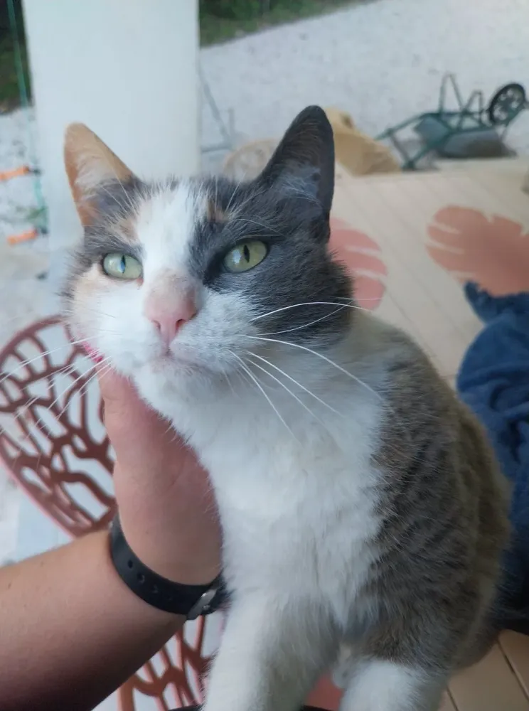 Garde animaux à Saint-Maximin-la-Sainte-Baume