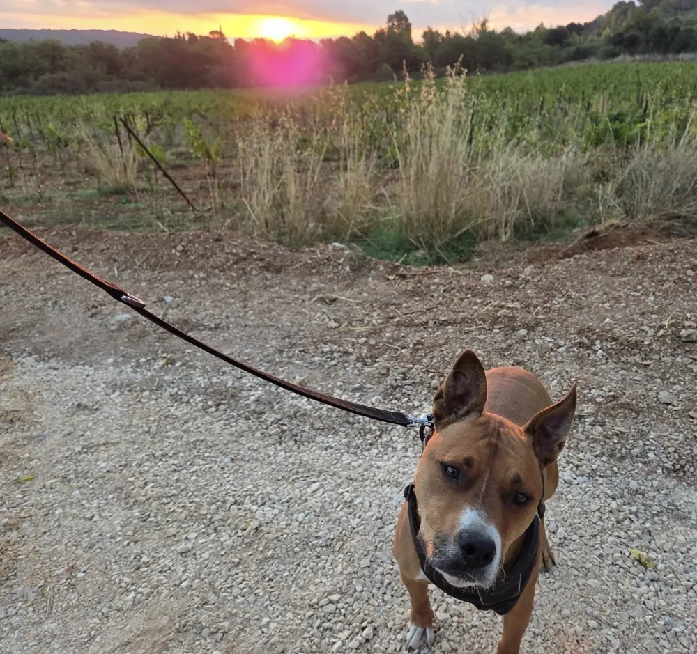 Balade canine à Saint-Maximin-la-Sainte-Baume