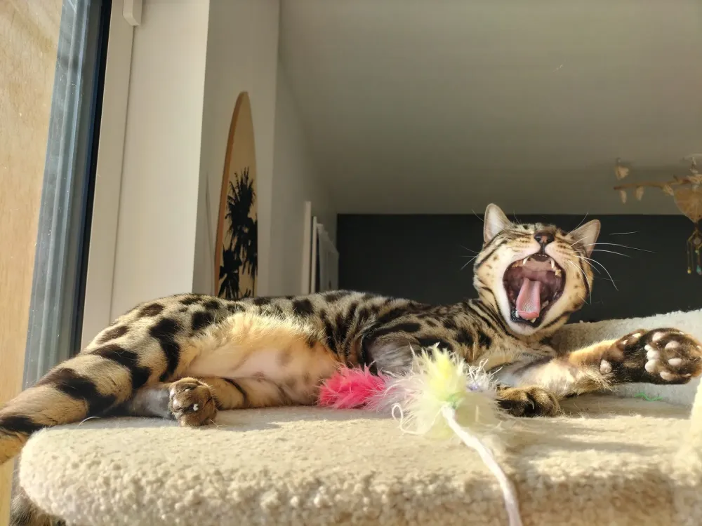 home sitting pour chat (2)