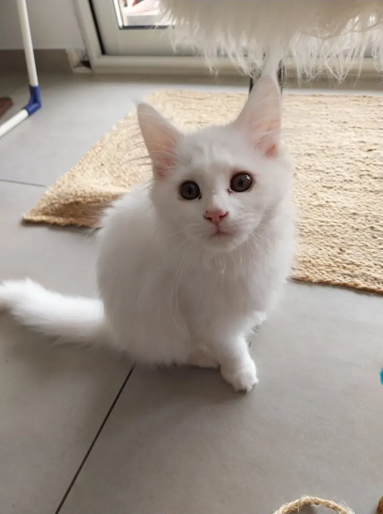 home sitting pour chat (3)