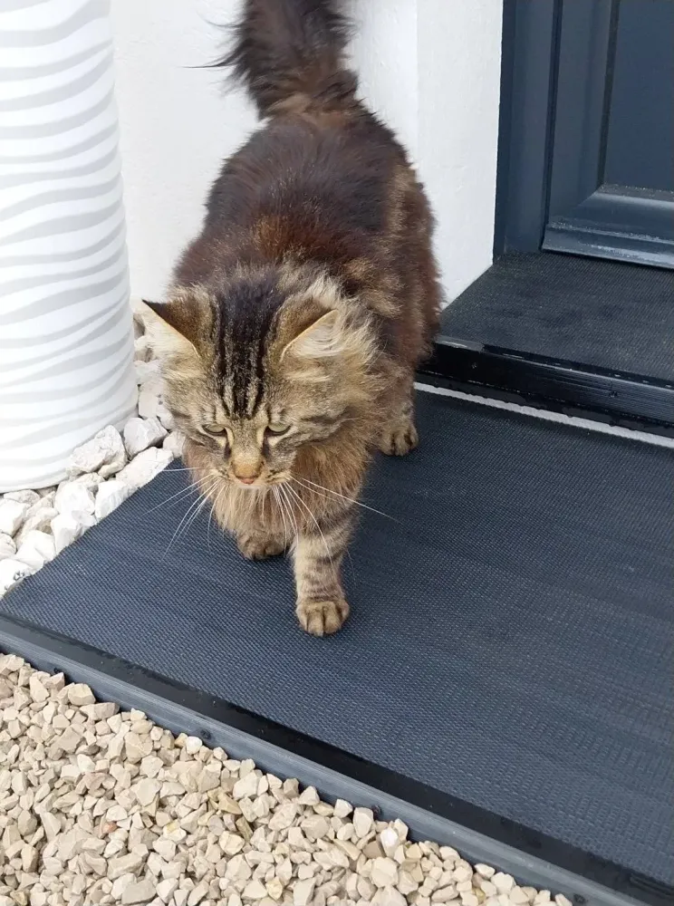 home sitting pour chat (4)