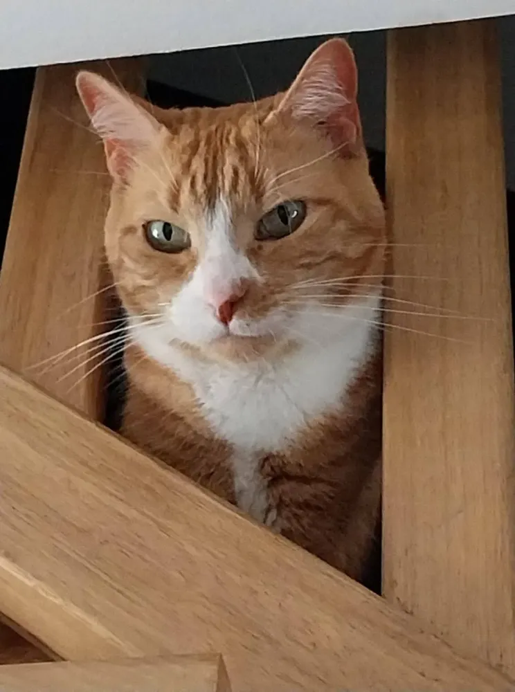 home sitting pour chat (5)