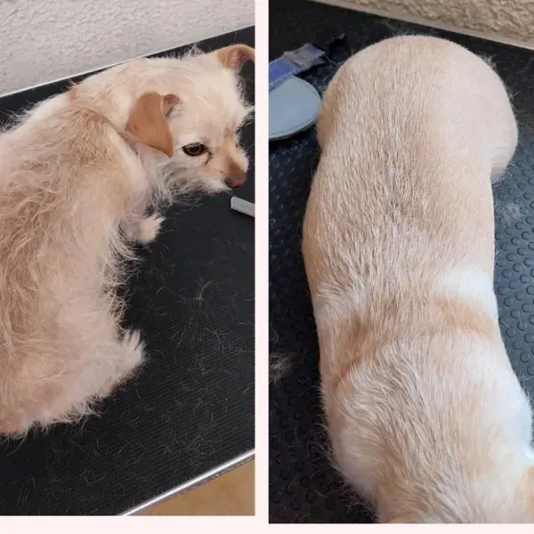 Toilettage d'animal à domicile à Saint-Maximin-la-Sainte-Baume webp