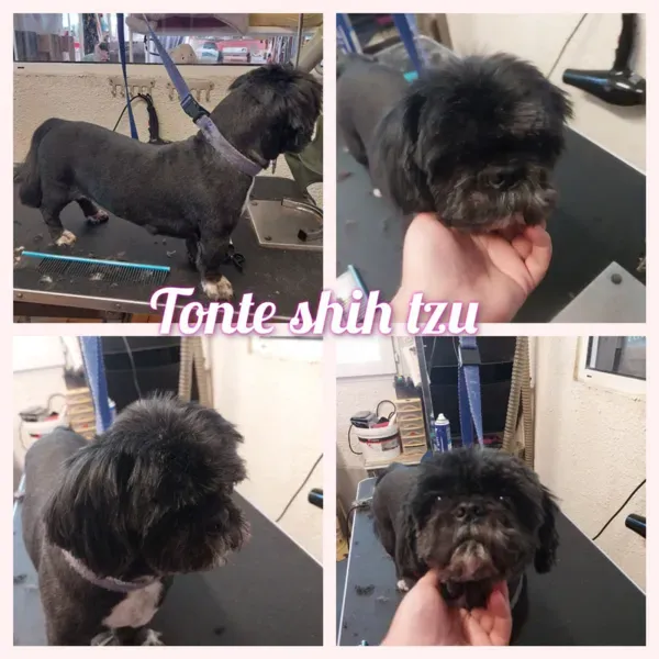 Toilettage d'animal à domicile à Saint-Maximin-la-Sainte-Baume webp