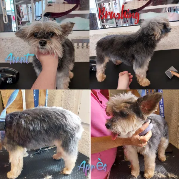 Toilettage d'animal à domicile à Saint-Maximin-la-Sainte-Baume webp