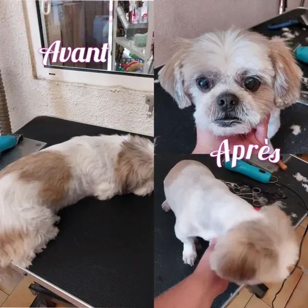 Toilettage d'animal à domicile à Saint-Maximin-la-Sainte-Baume webp