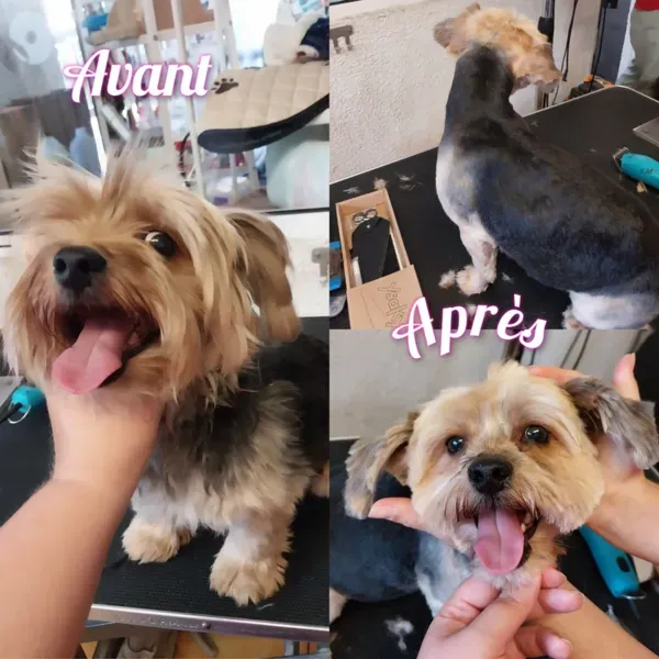 Toilettage d'animal à domicile à Saint-Maximin-la-Sainte-Baume webp