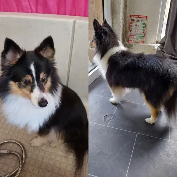 Toilettage d'animal à domicile à Saint-Maximin-la-Sainte-Baume webp