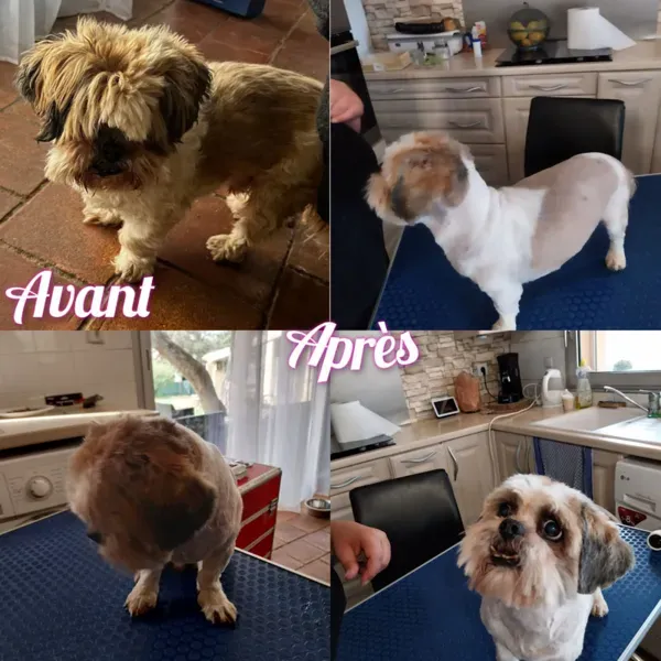 Toilettage d'animal à domicile à Saint-Maximin-la-Sainte-Baume webp