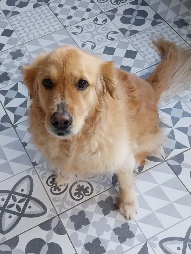 Pet sitter à Saint-Maximin-la-Sainte-Baume