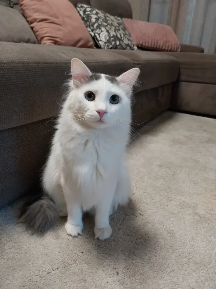 Home sitting à Saint-Maximin-la-Sainte-Baume